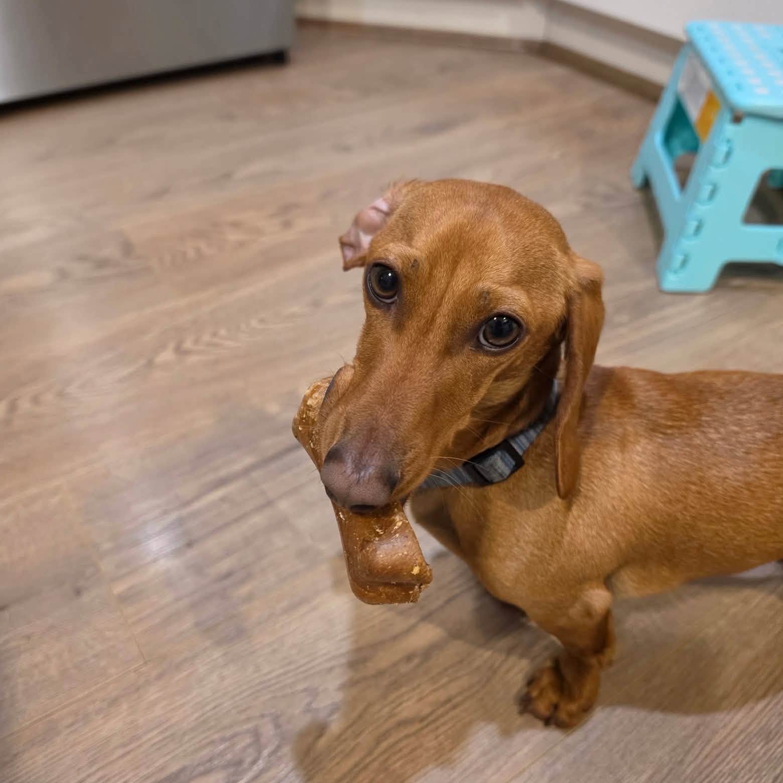 Lost dog