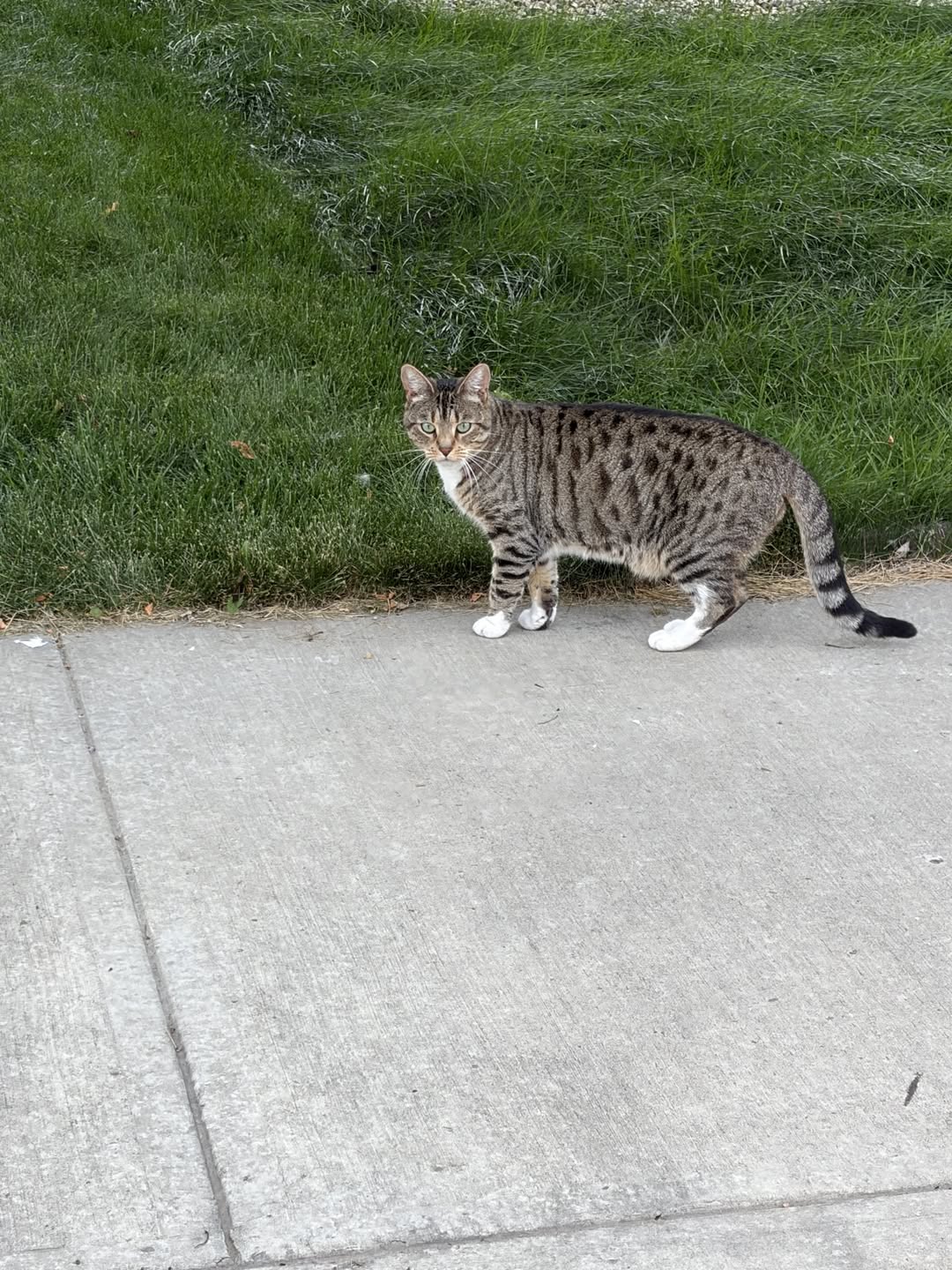 Found cat