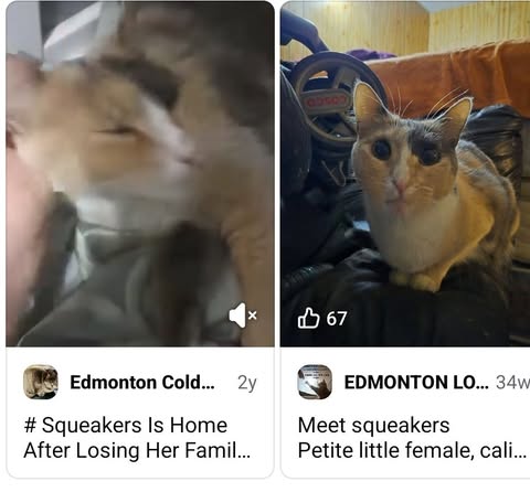 Found cat