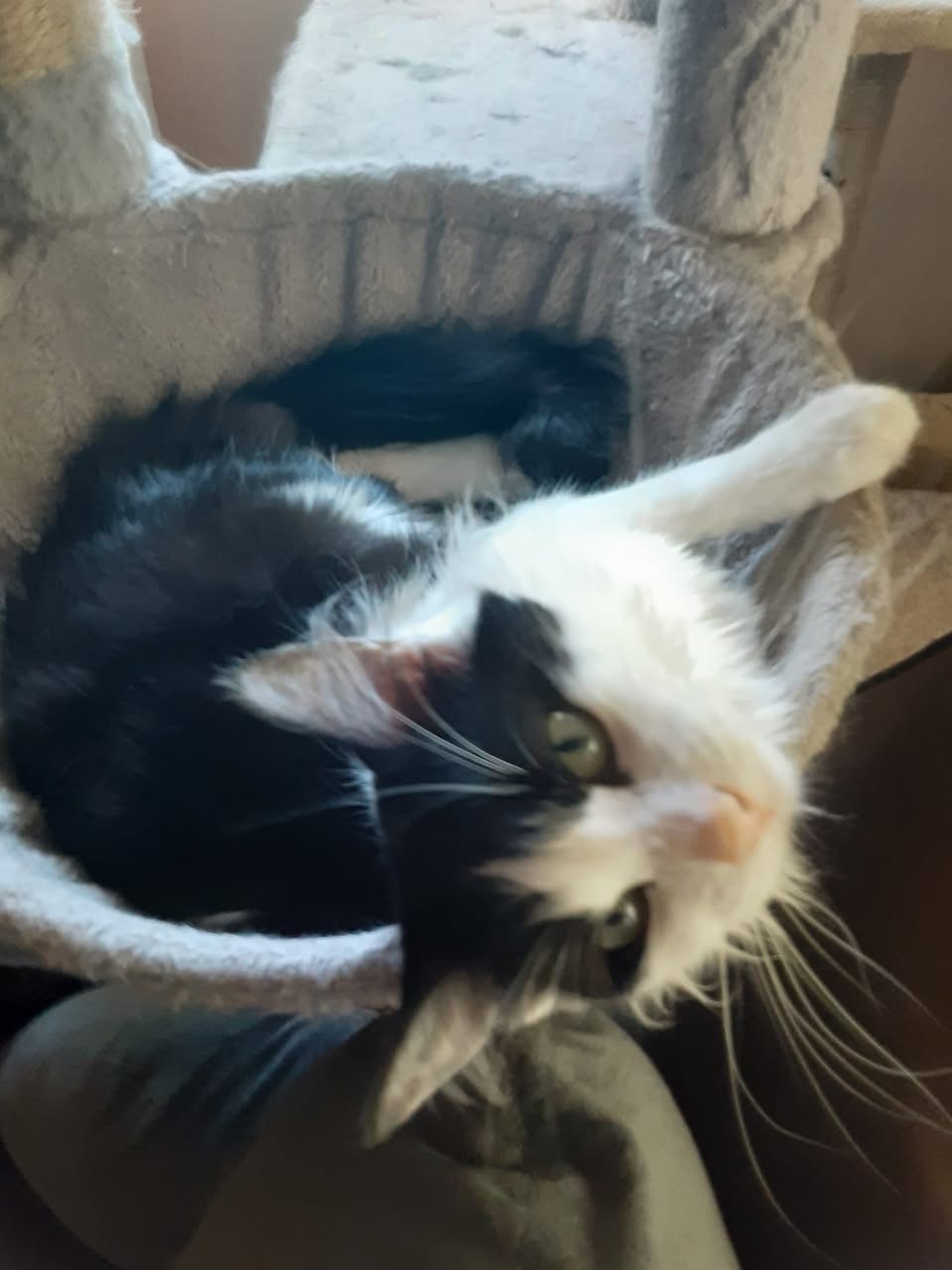 Lost Cat in Edmonton