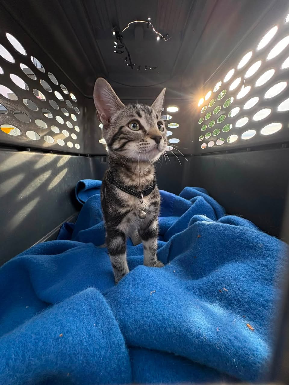 Found cat