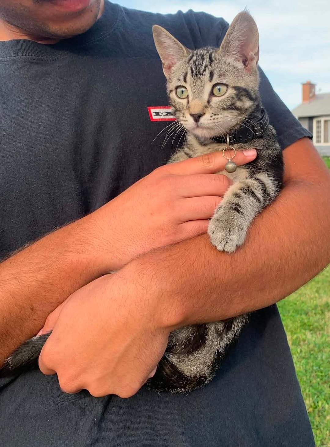 Found cat