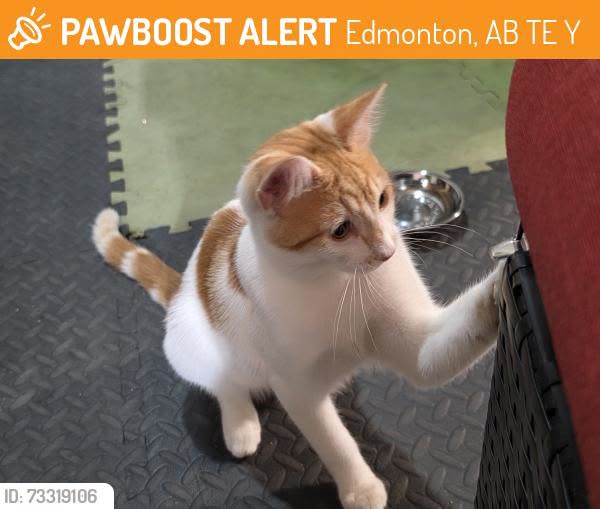Found cat
