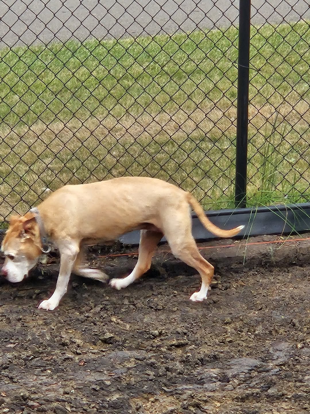 Found dog