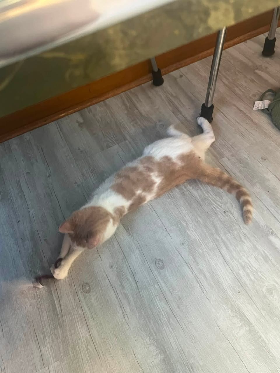 Lost Cat in Montrose