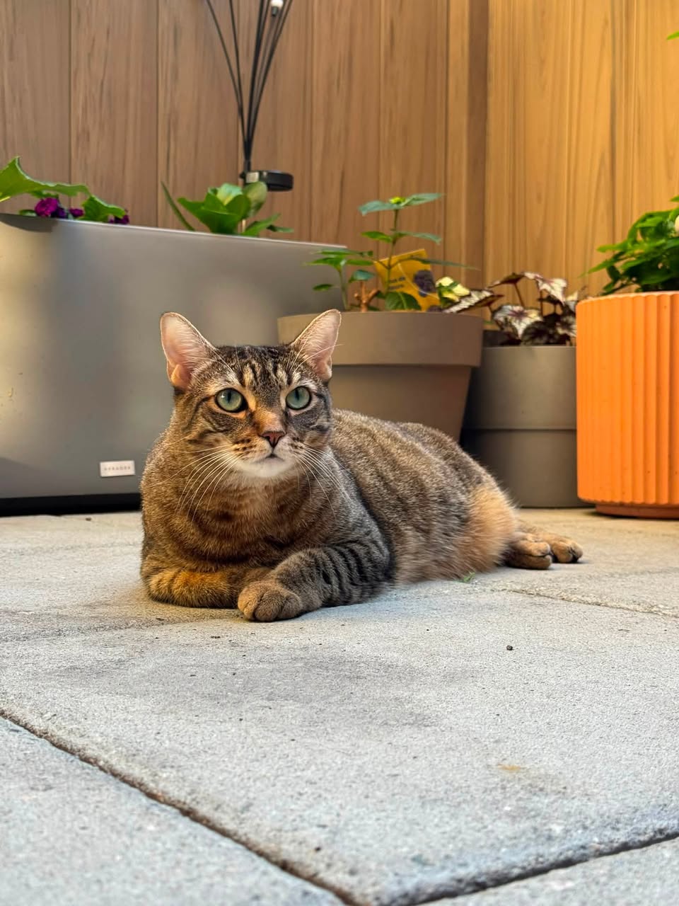 Lost Cat in WîHkwêNtôWin