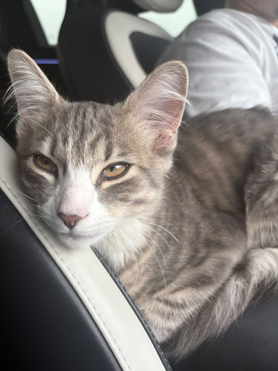 Found cat
