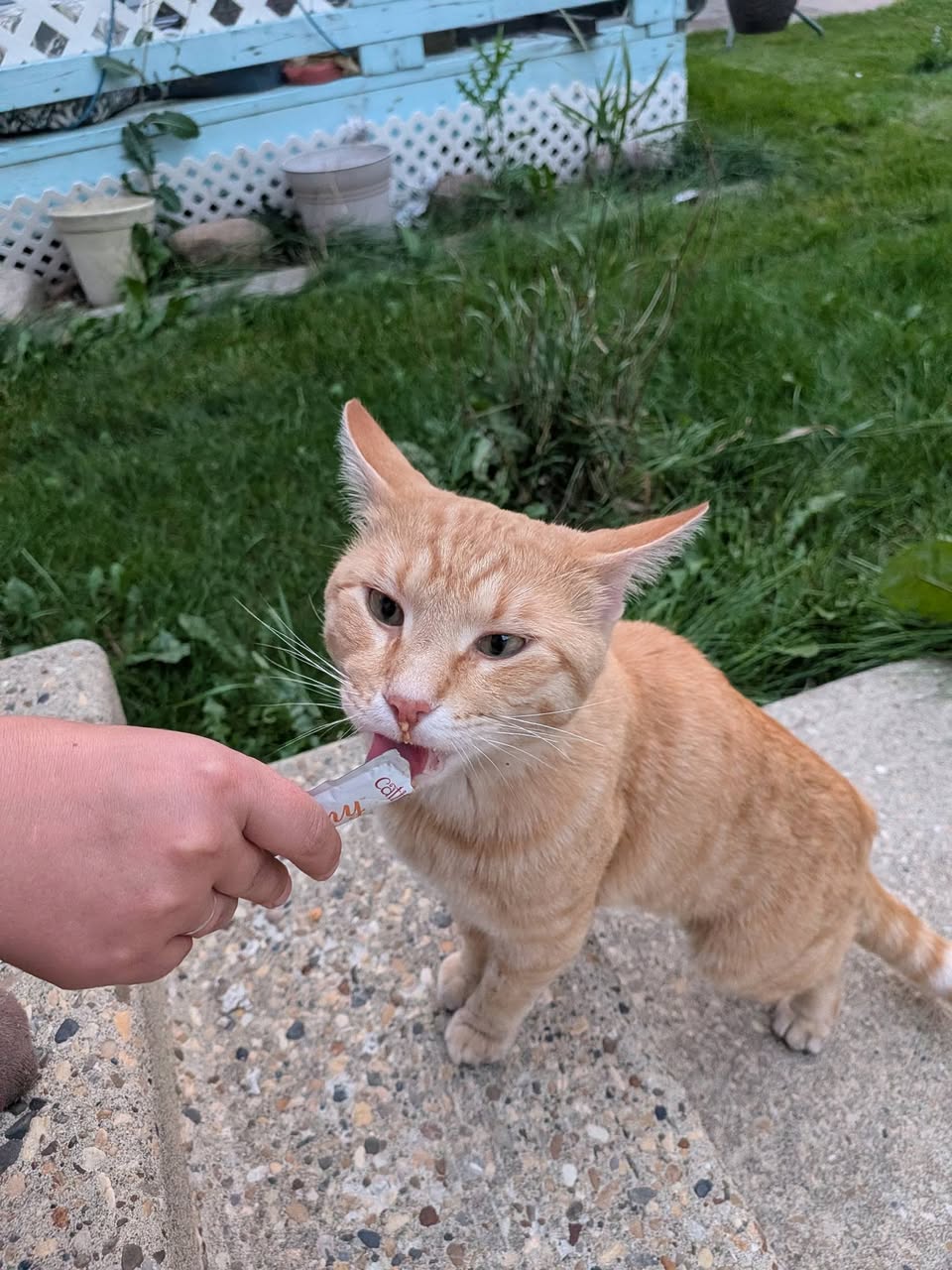 Found cat