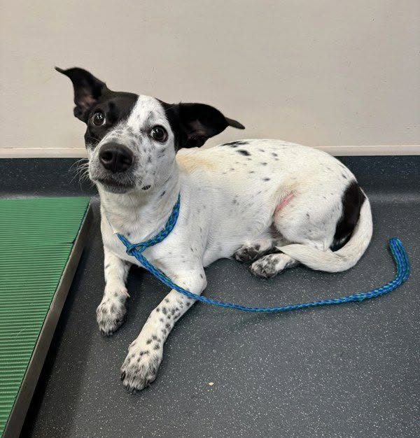 Found dog