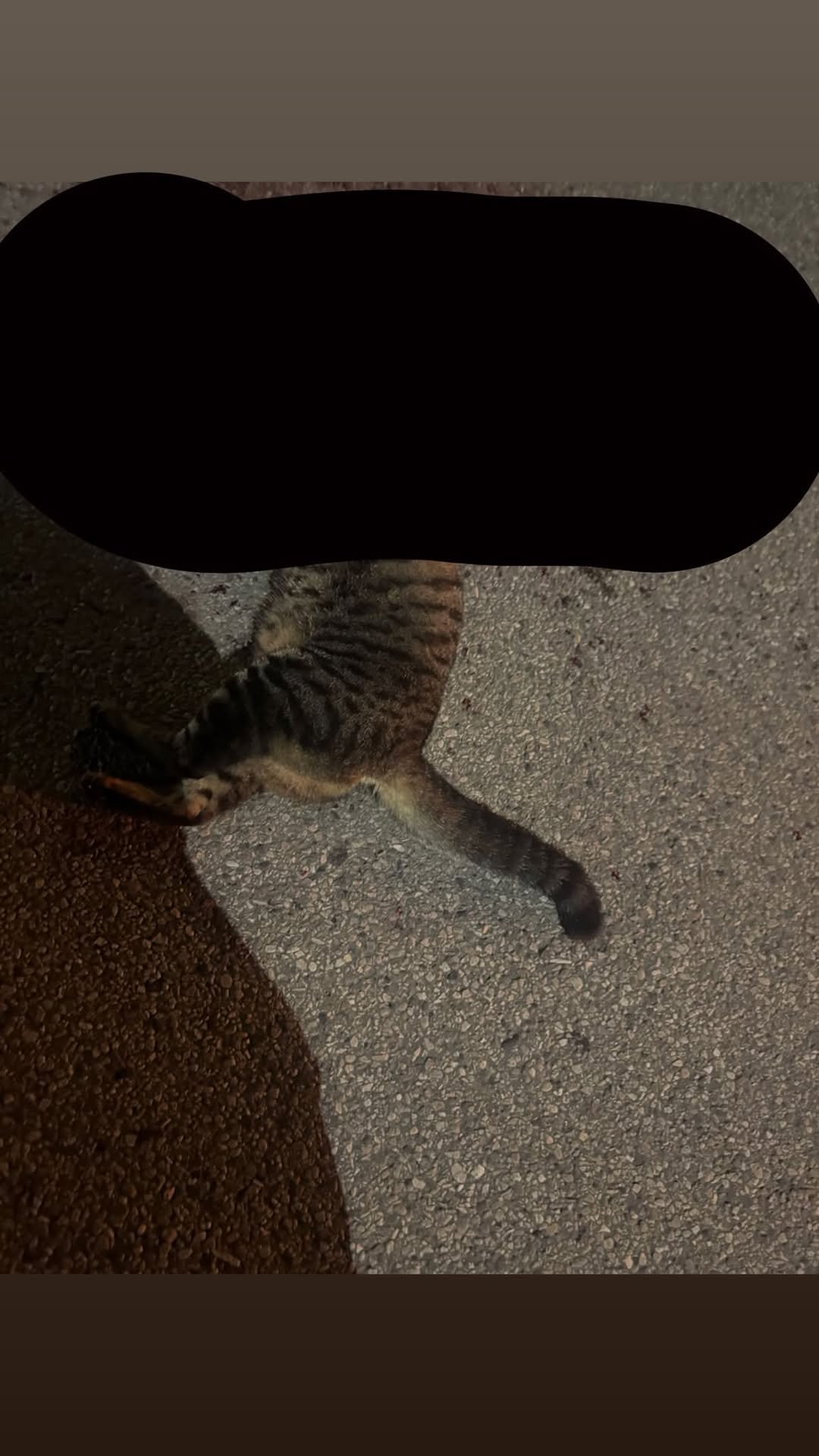 Found cat