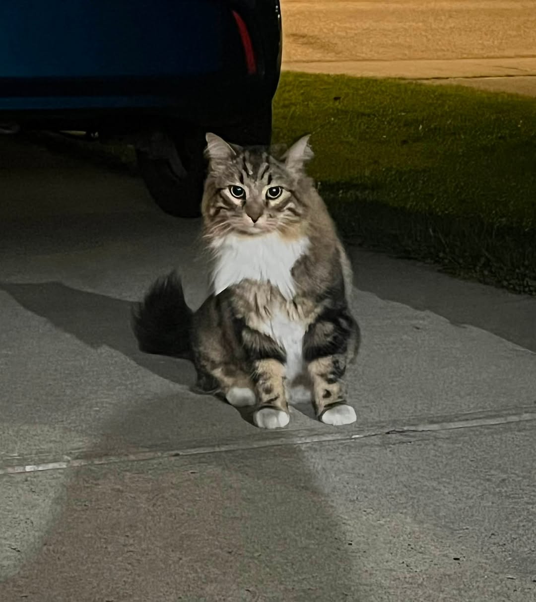 Found cat