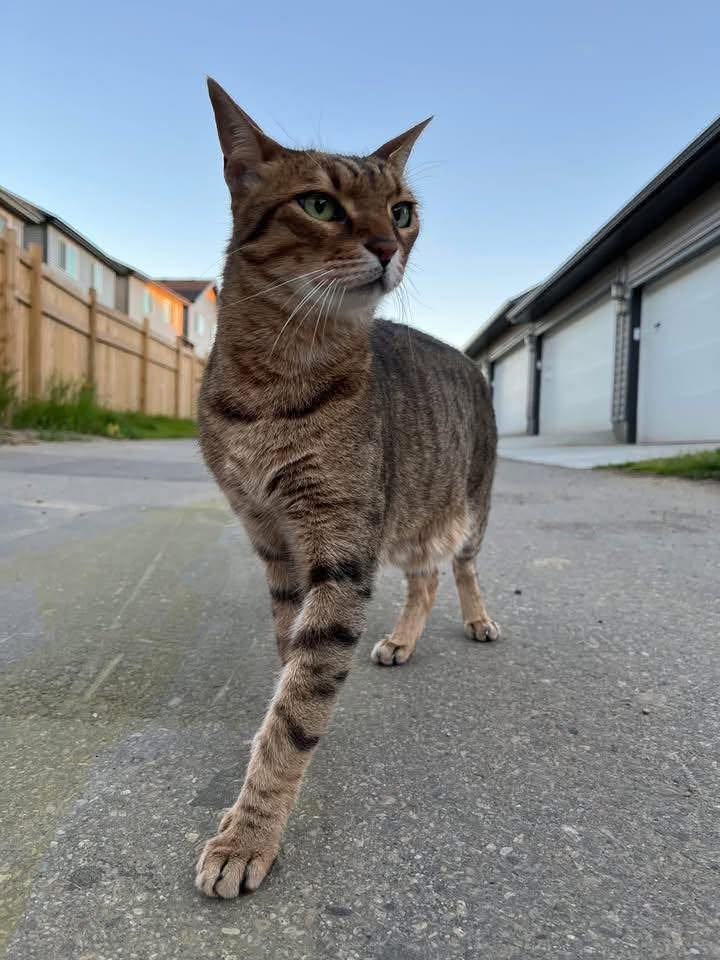 Lost Cat in Edgemont