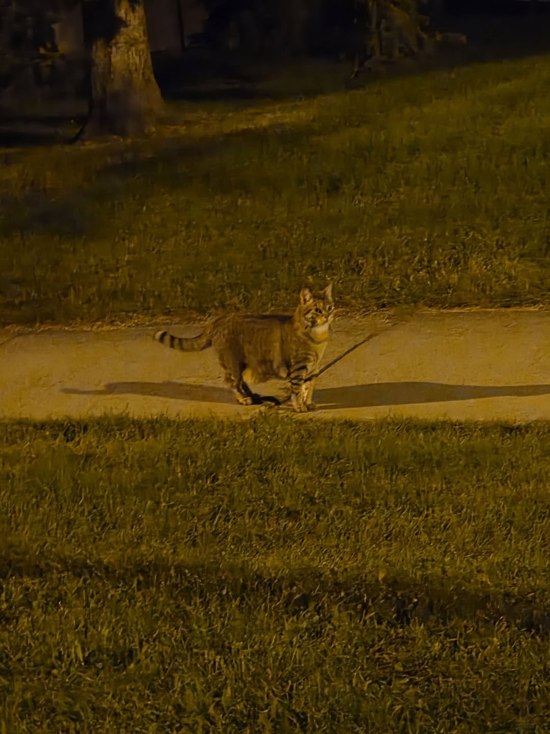 Found cat