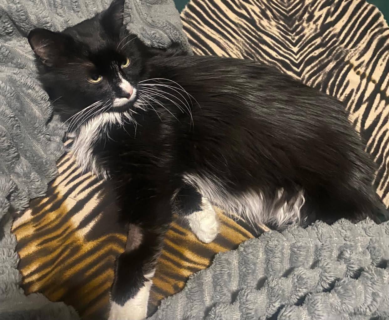Lost Cat in Edmonton