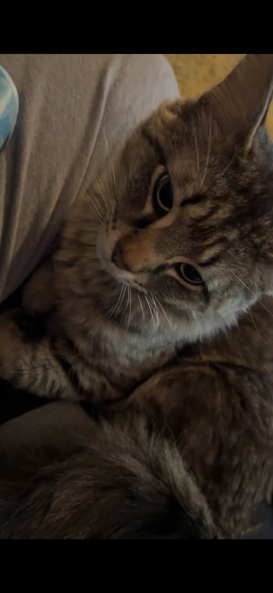 Lost Cat in Edmonton
