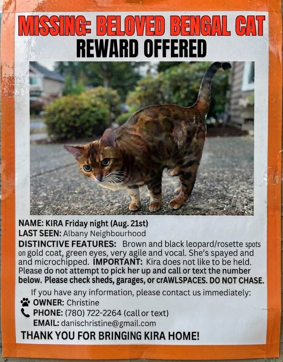 Lost Cat in Edmonton