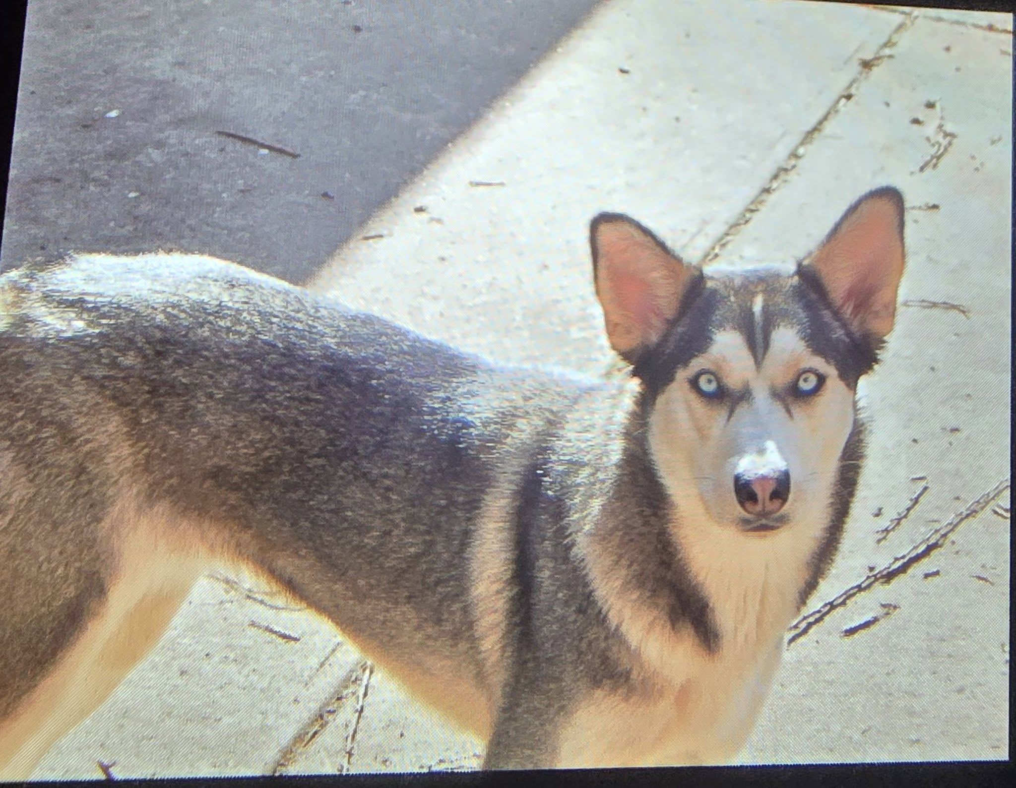 Found dog