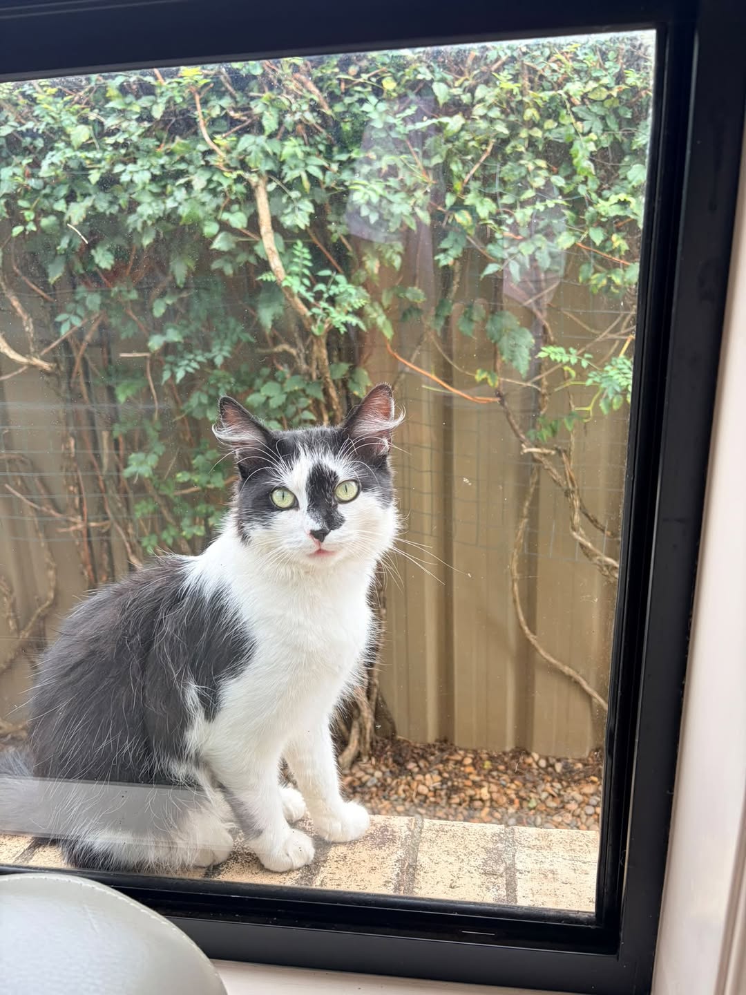 Lost Cat in Sydney
