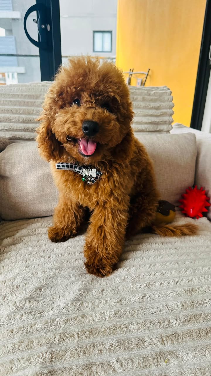 Lost Dog in Sydney