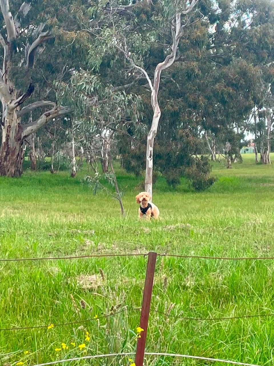Found Dog in Epping