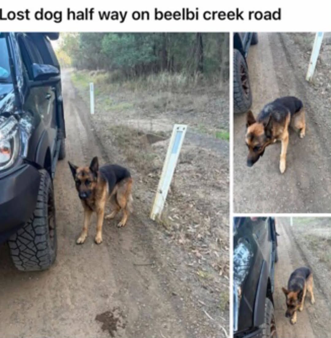 Found dog