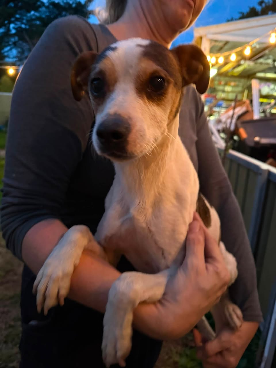 Found Dog in Seacliff Park