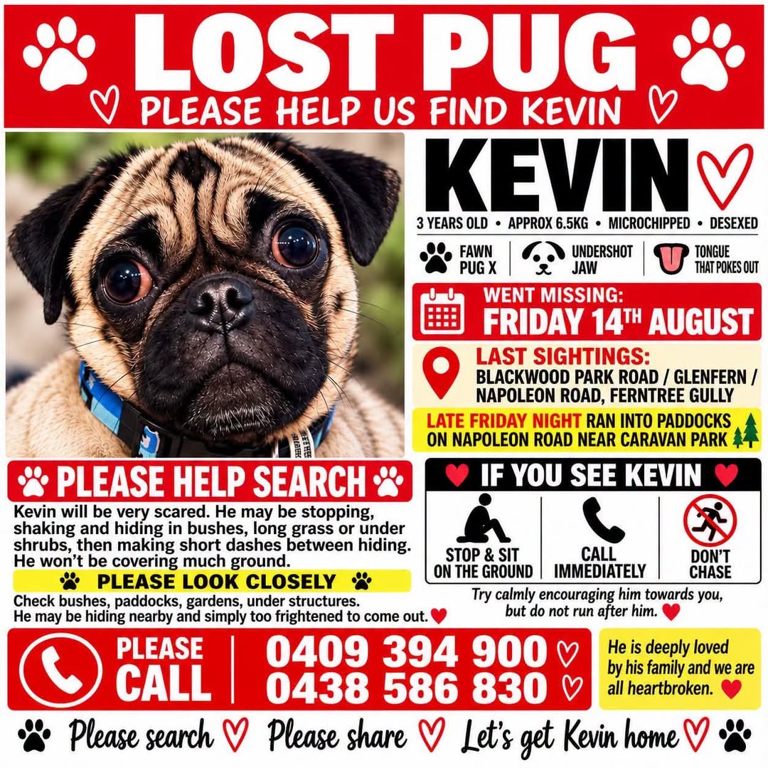 Lost Dog in Ferntree Gully