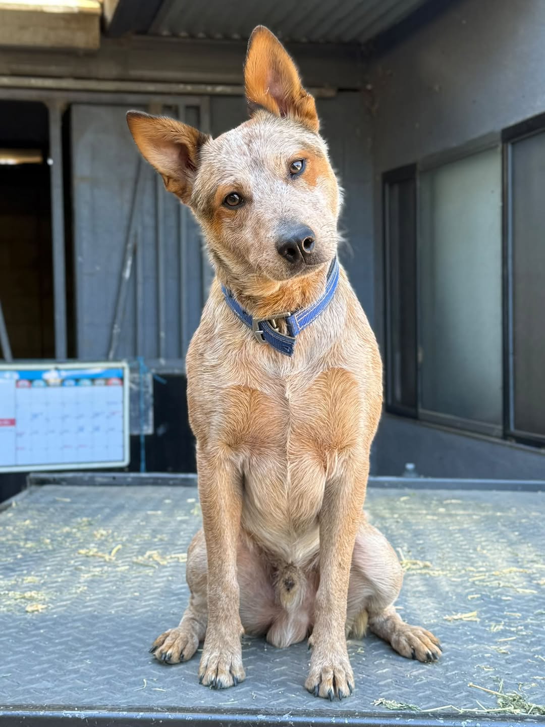Lost Dog in Exeter