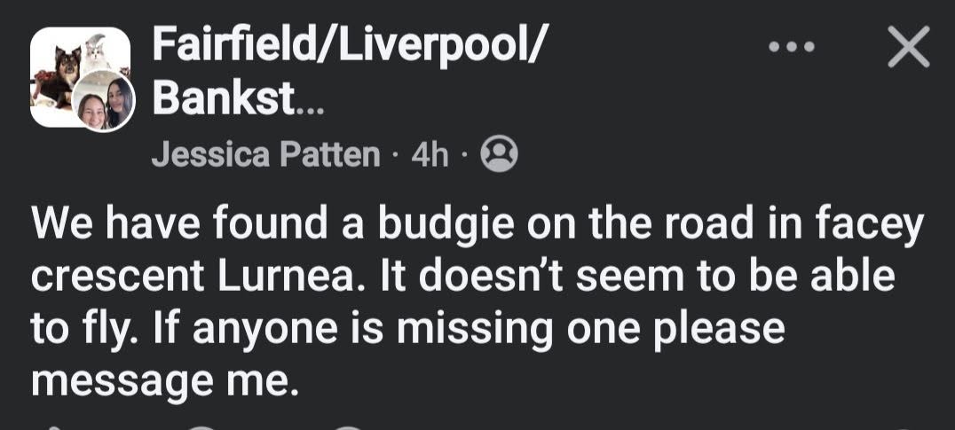 Found Budgie in Lurnea