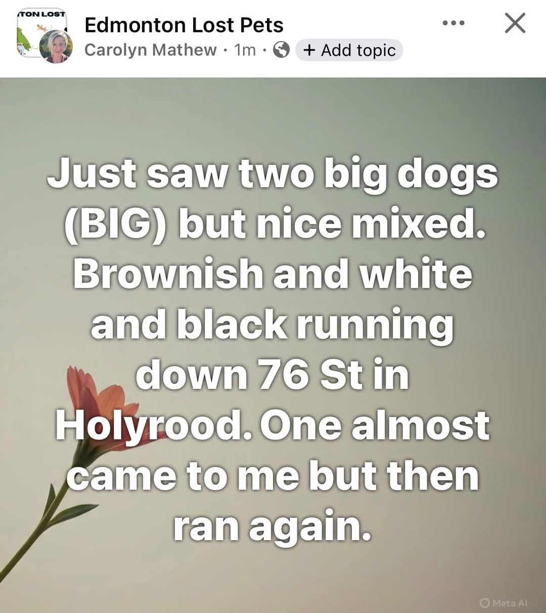 Found dog