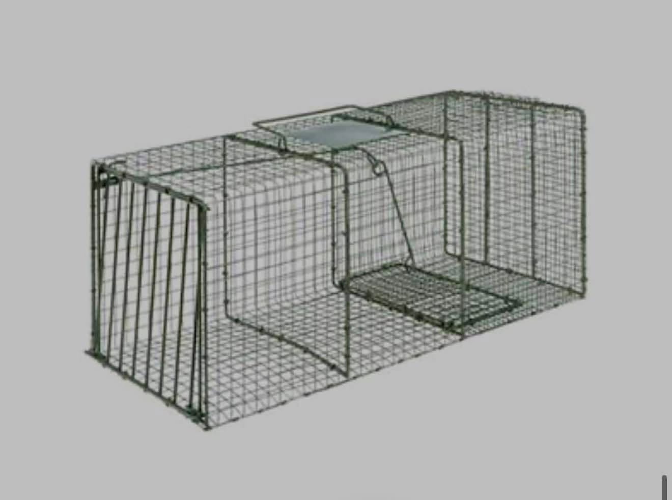 Lost Cage in Edmonton