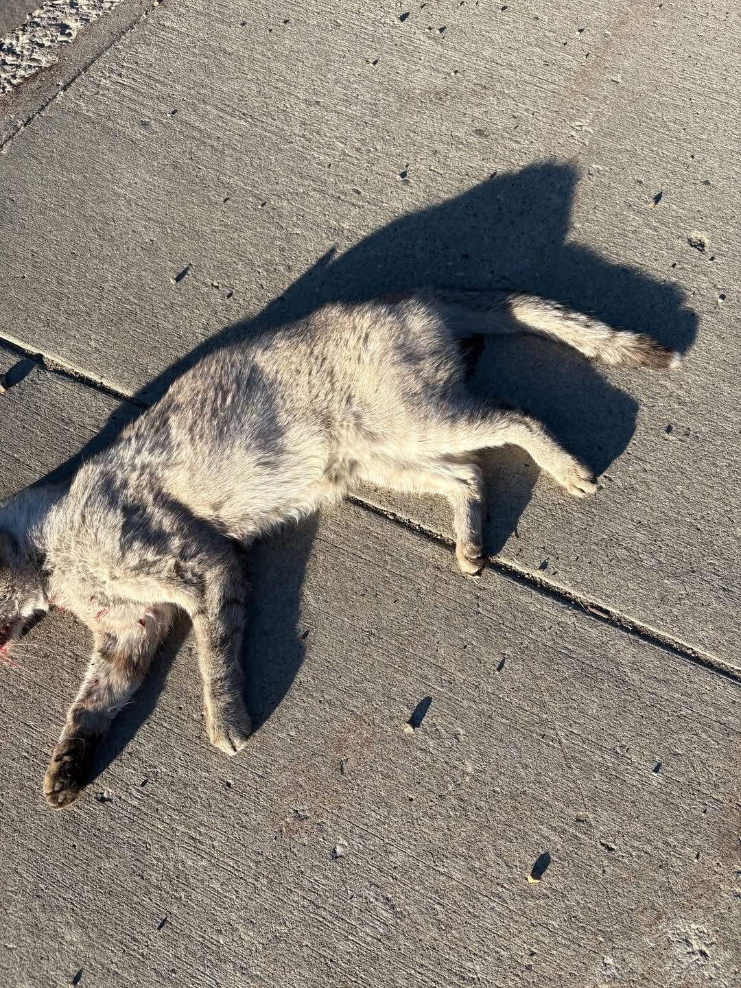 Found cat