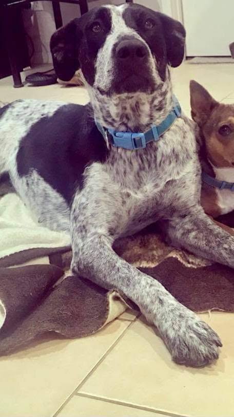 Lost Dog in Capertee