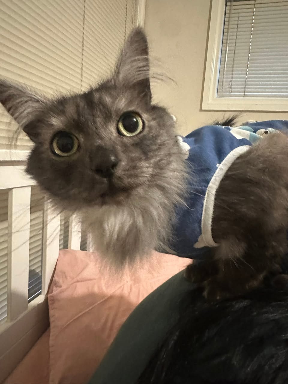 Lost Cat in Sunbury