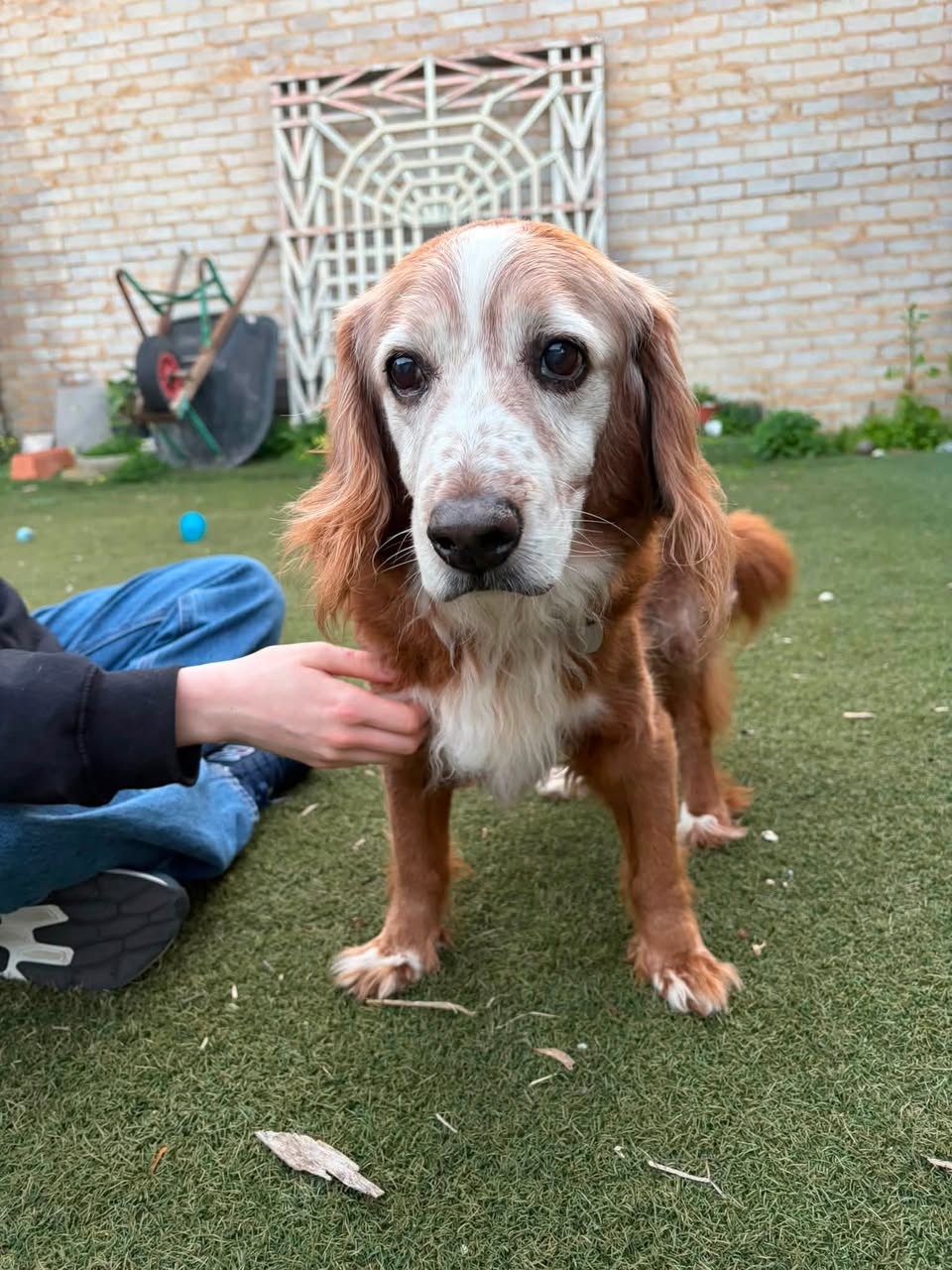 Found dog