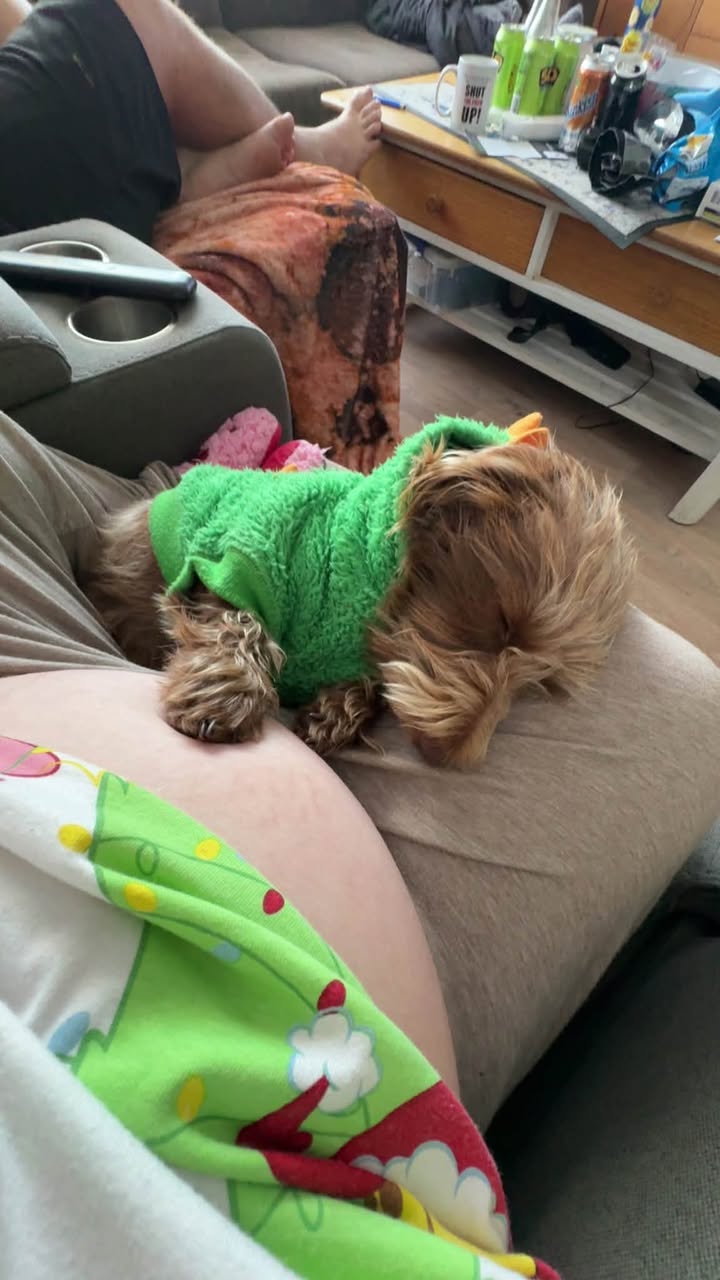 Lost Dog in New South Wales