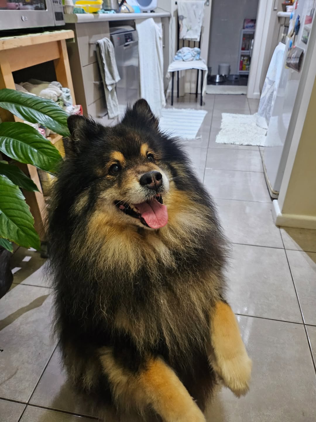 Lost Dog in New South Wales