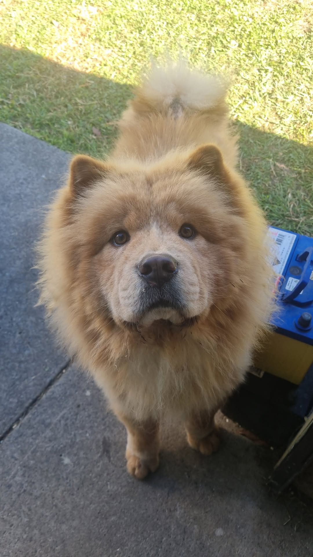 Lost dog