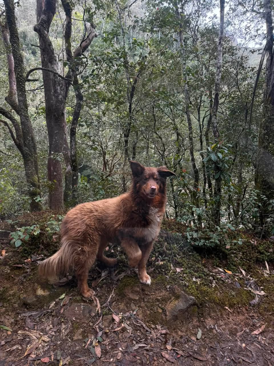 Found dog