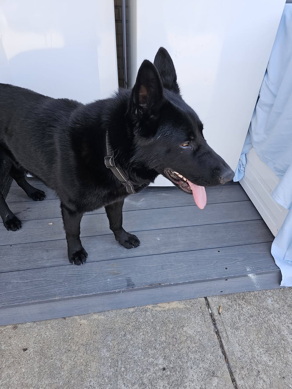 Found dog