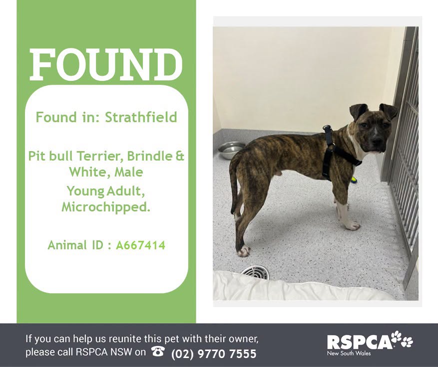 Found dog