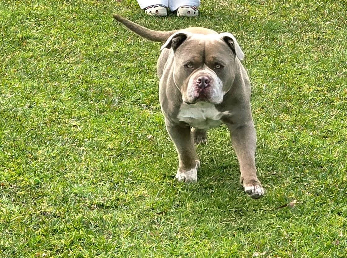 Lost Dog in New South Wales