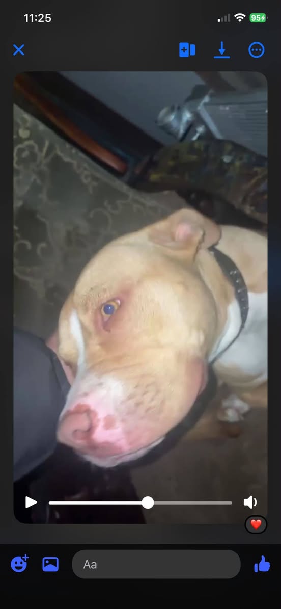 Found Dog in Australia