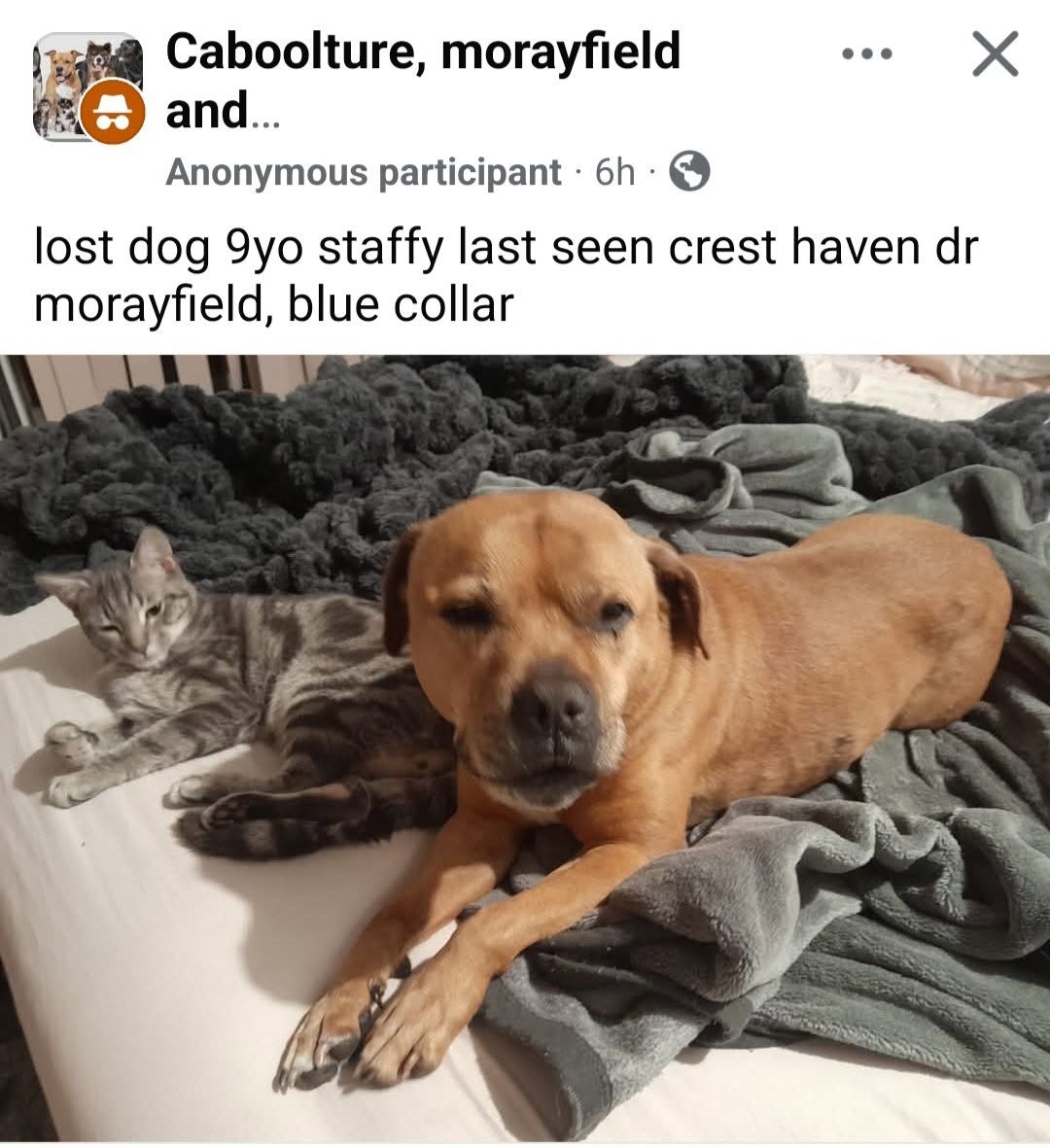 Lost dog