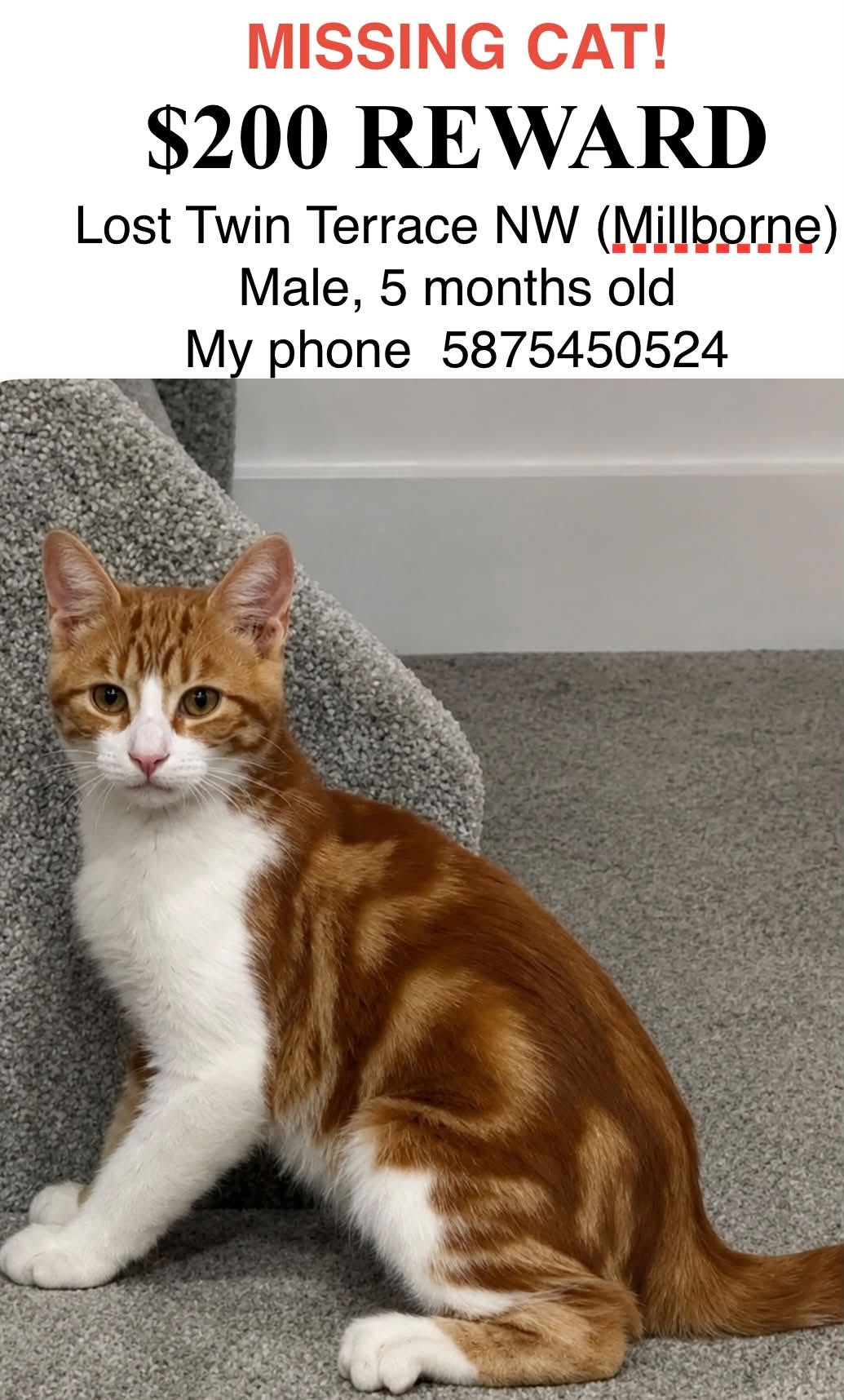 Lost Cat in Millborne