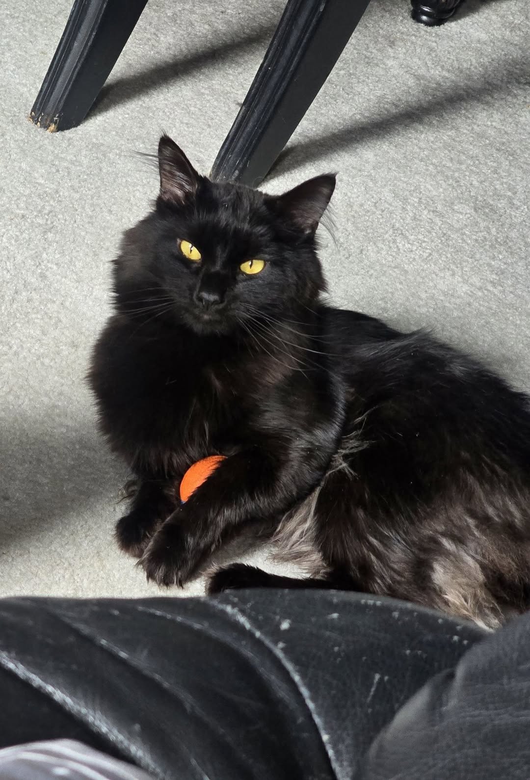 Lost cat