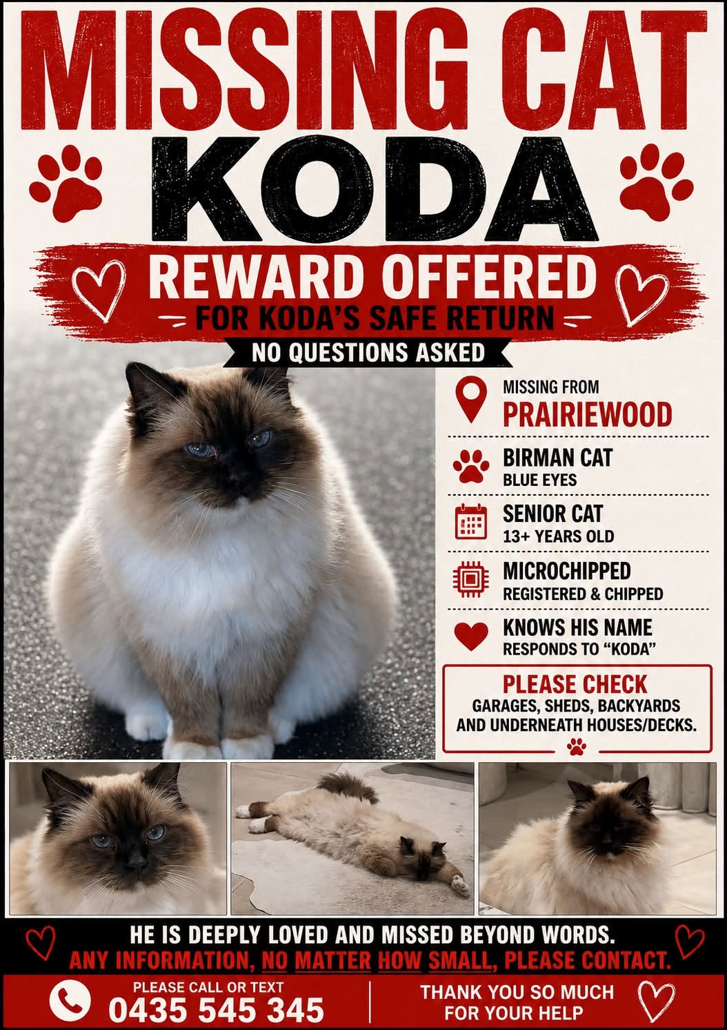 Lost Cat in Sydney