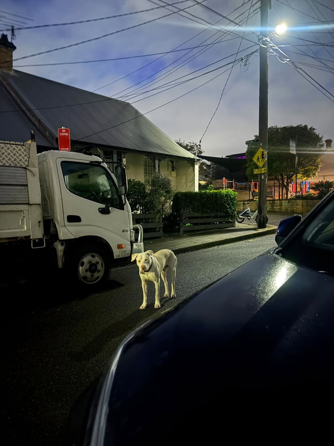 Found Dog in Australia