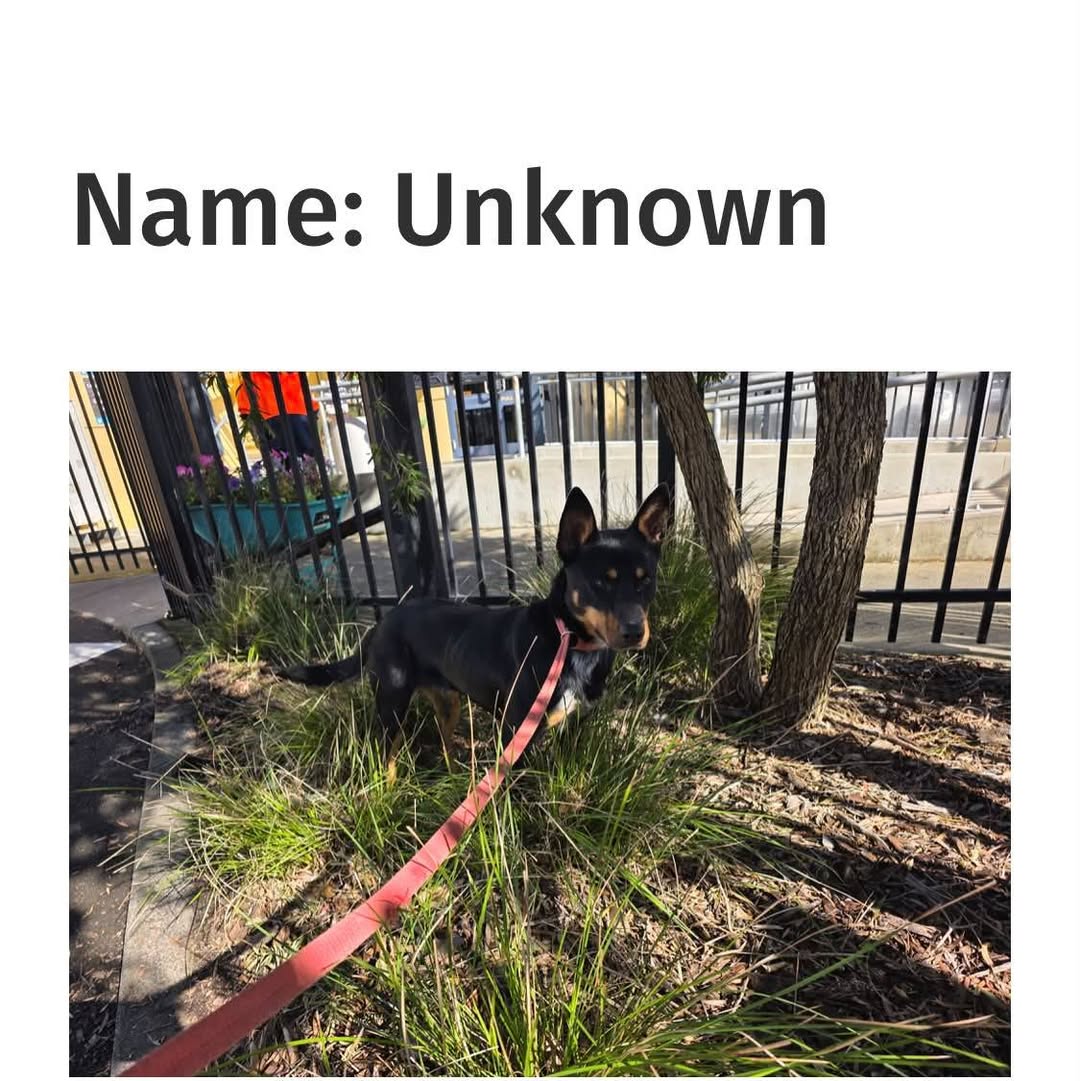 Found dog