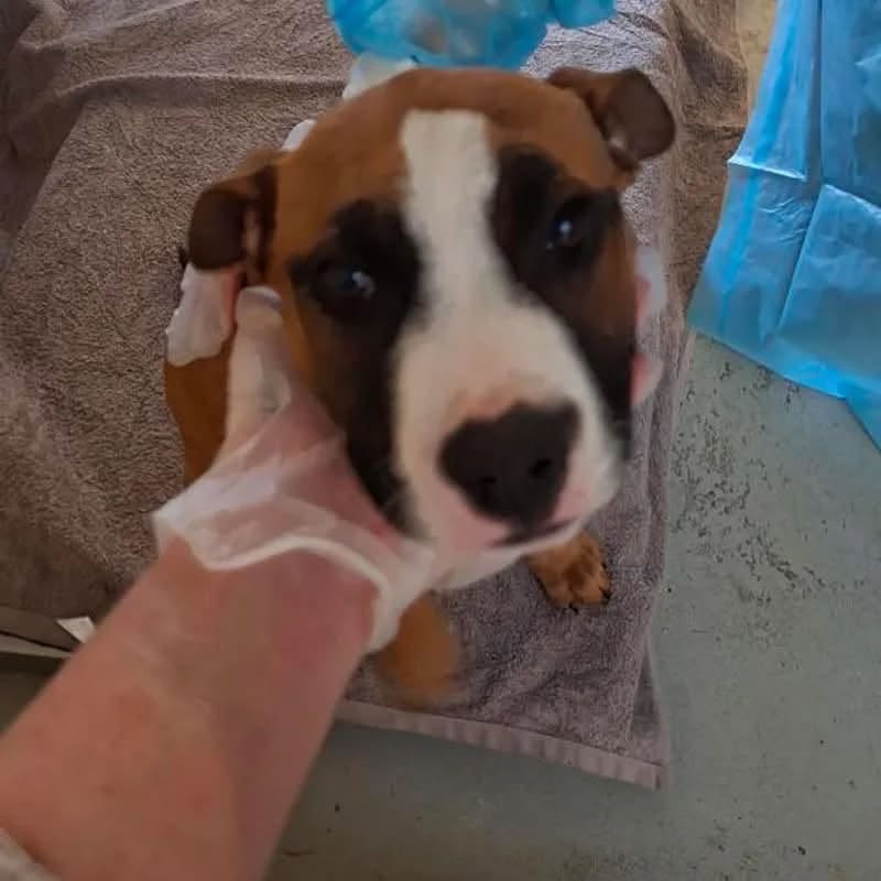 Found Dog in Ipswich